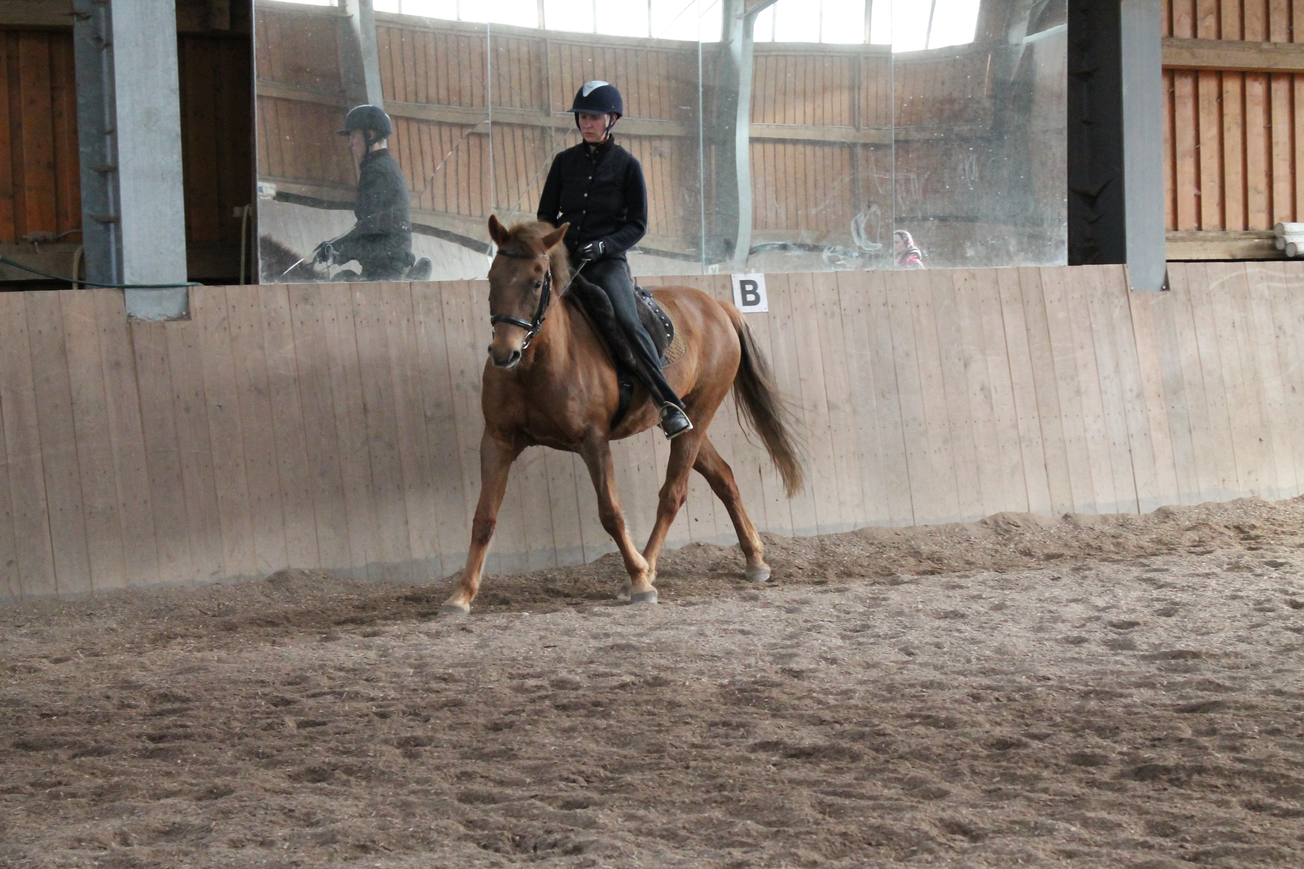 Tanja Lang mit "Bembers" (Partypony)